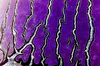 AP 16A1